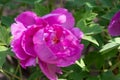 Ã¤Â¸Â­Ã¥âºÂ½Ã¥ÅâÃ¤ÂºÂ¬Ã¦â¢Â¯Ã¥Â±Â±Ã§â°Â¡Ã¤Â¸Â¹ Jingshan peony in Beijing, China